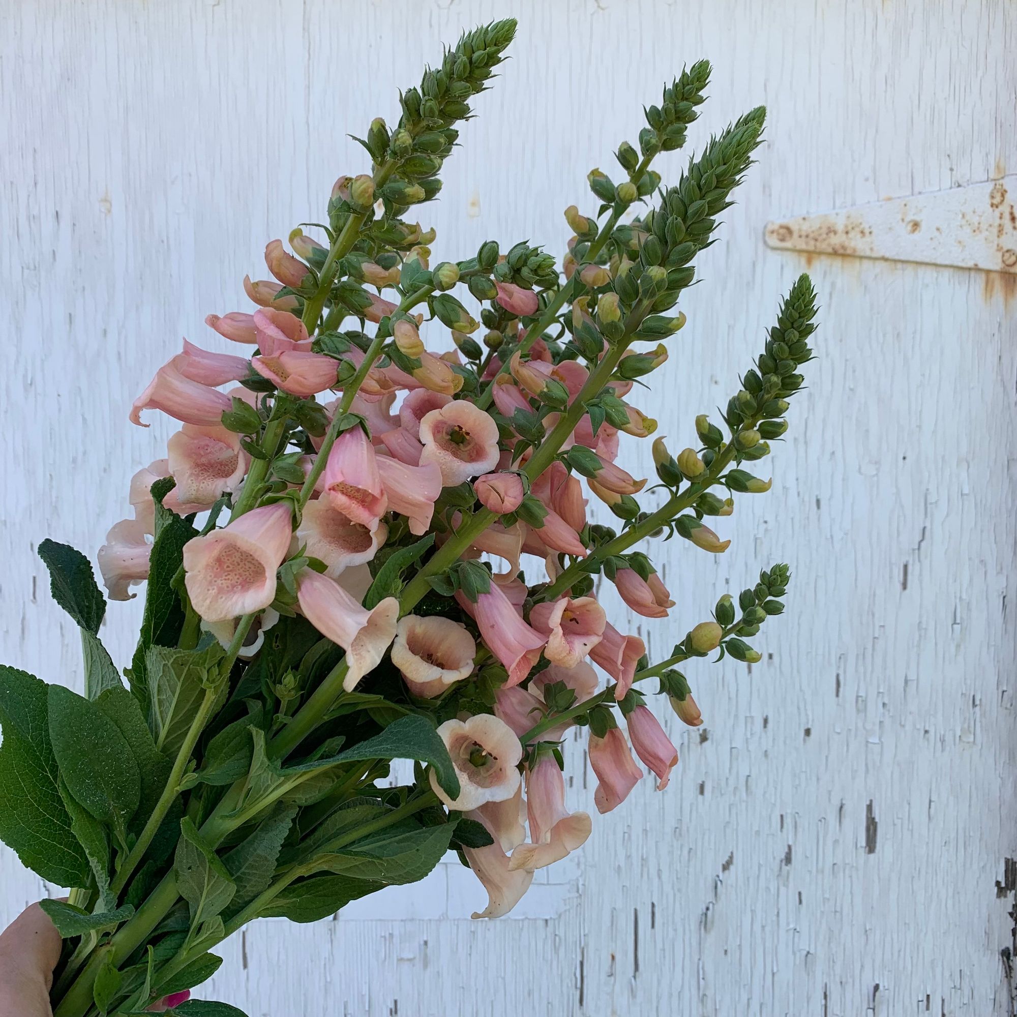DIGITALIS purpurea Dalmatian Peach