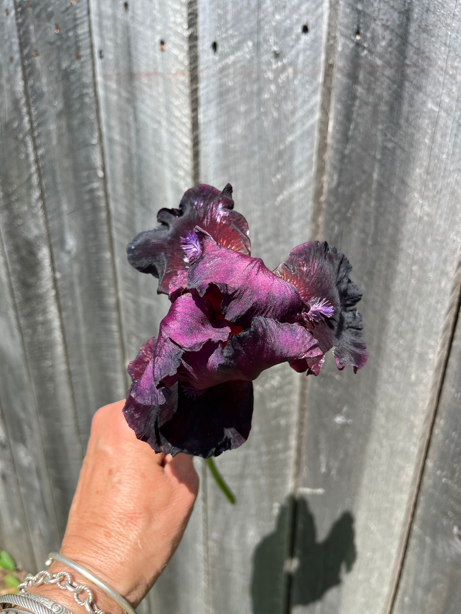 IRIS germanica