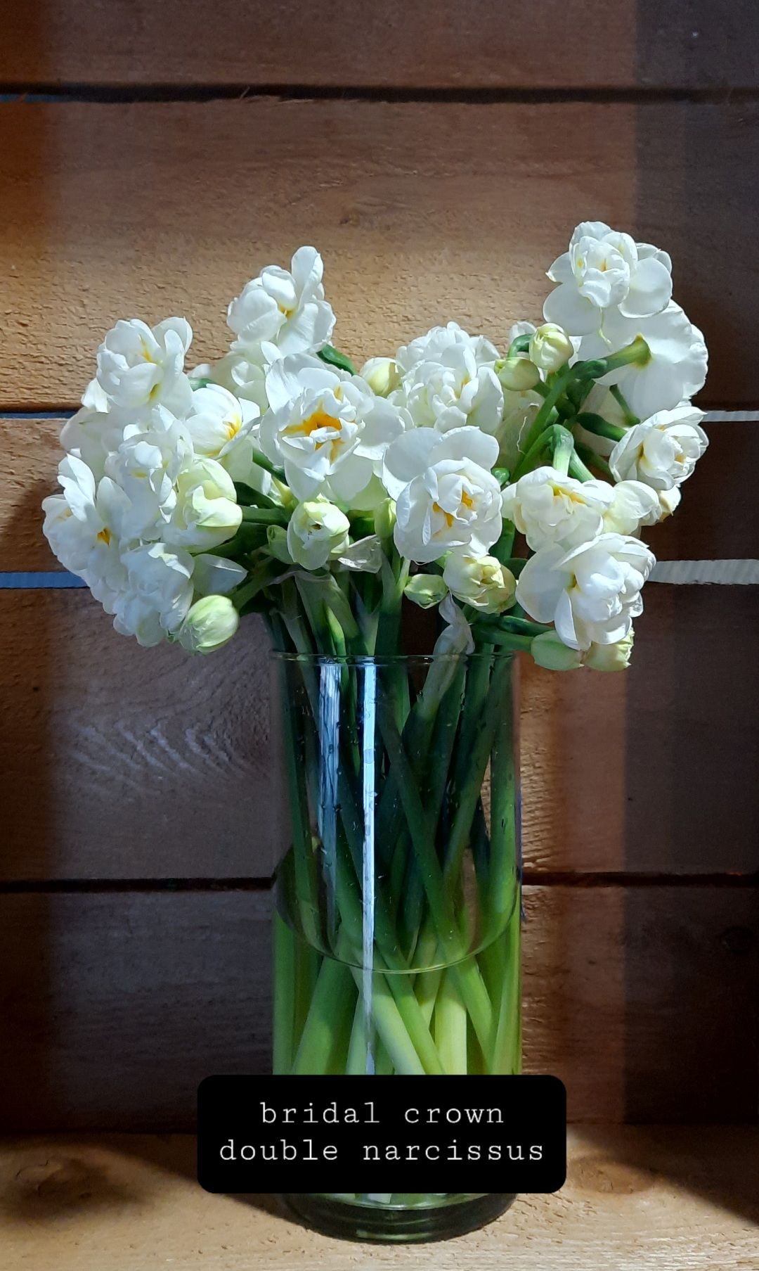 NARCISSUS Bridal Crown