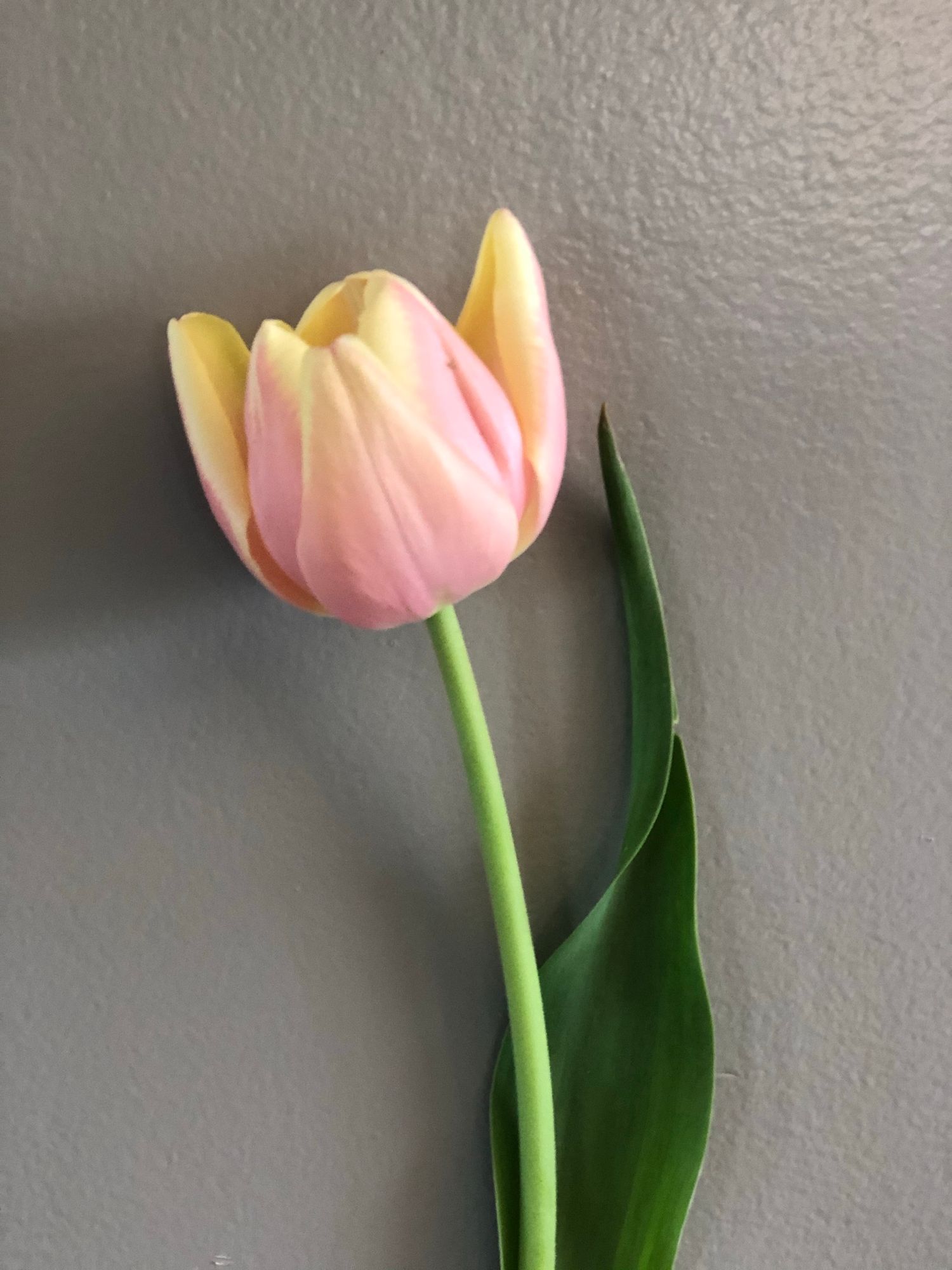 TULIPA