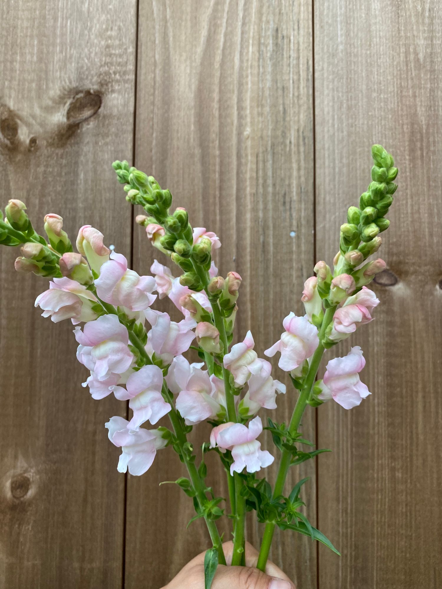 ANTIRRHINUM majus Costa Silver