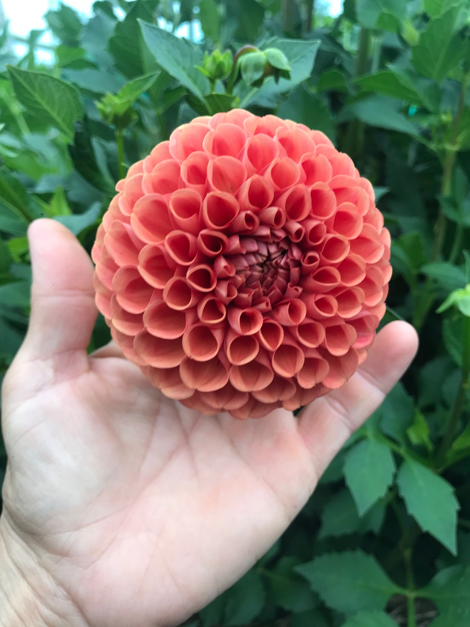 DAHLIA Cornel Bronze