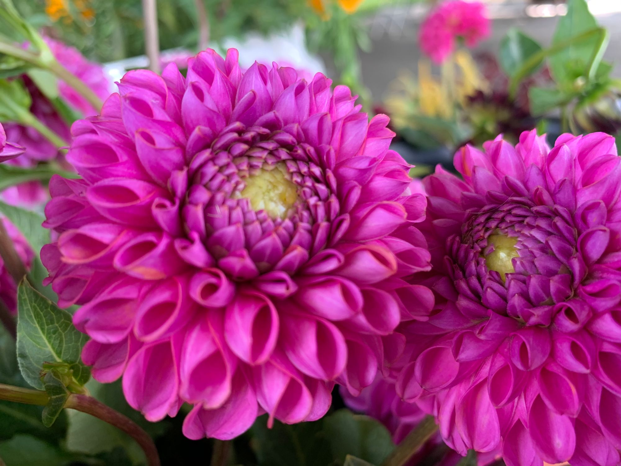 DAHLIA Isabel
