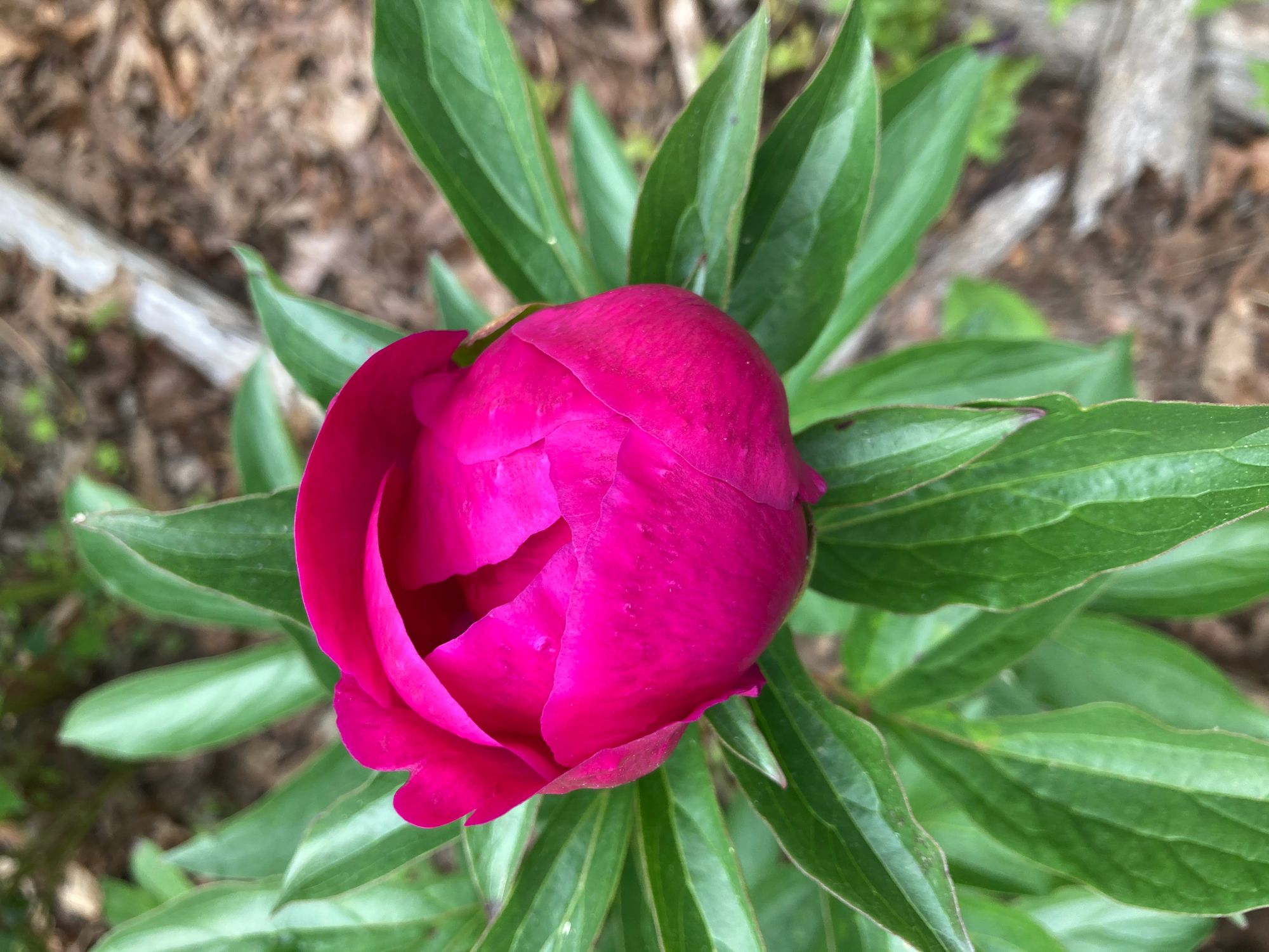 PAEONIA lactiflora Paula Fay