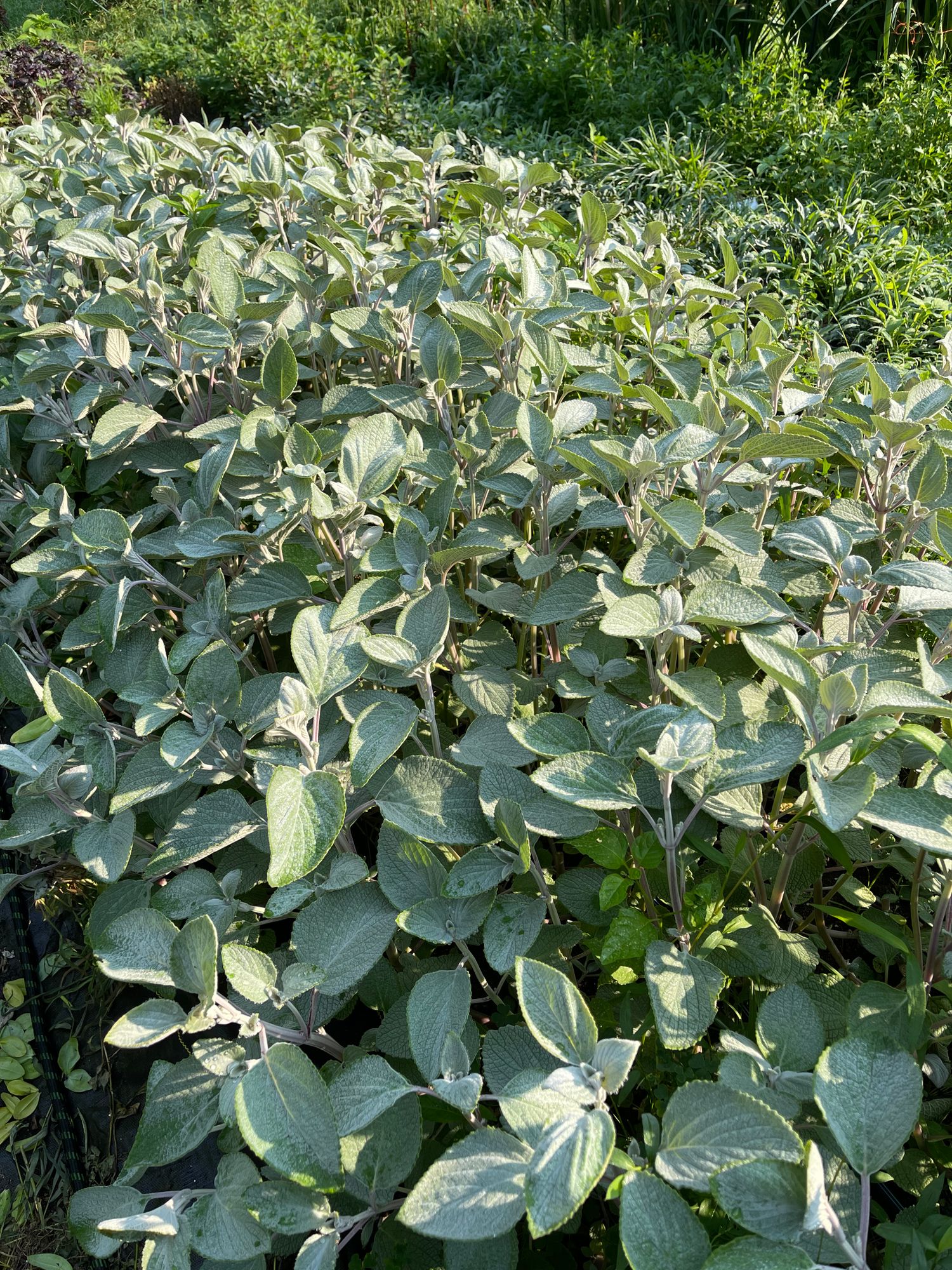 PLECTRANTHUS argentatus