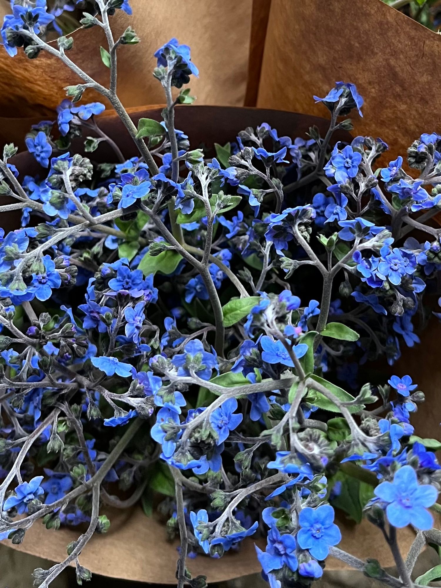 CYNOGLOSSUM amabile