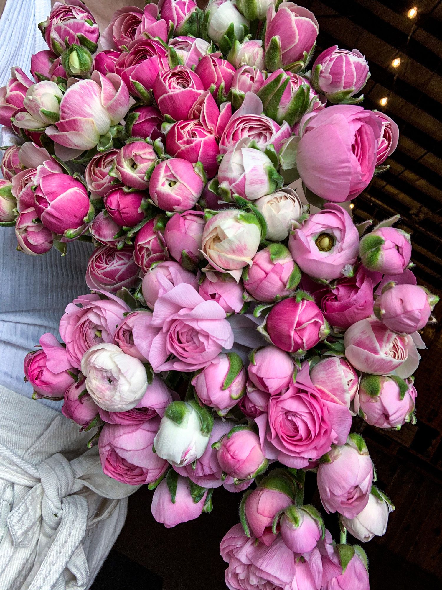 RANUNCULUS Amandine Porcelain