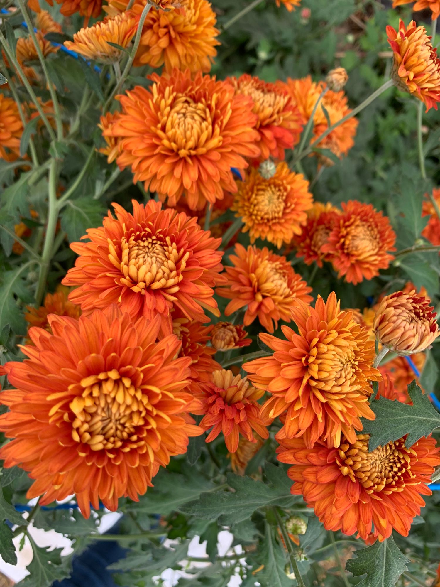 CHRYSANTHEMUM