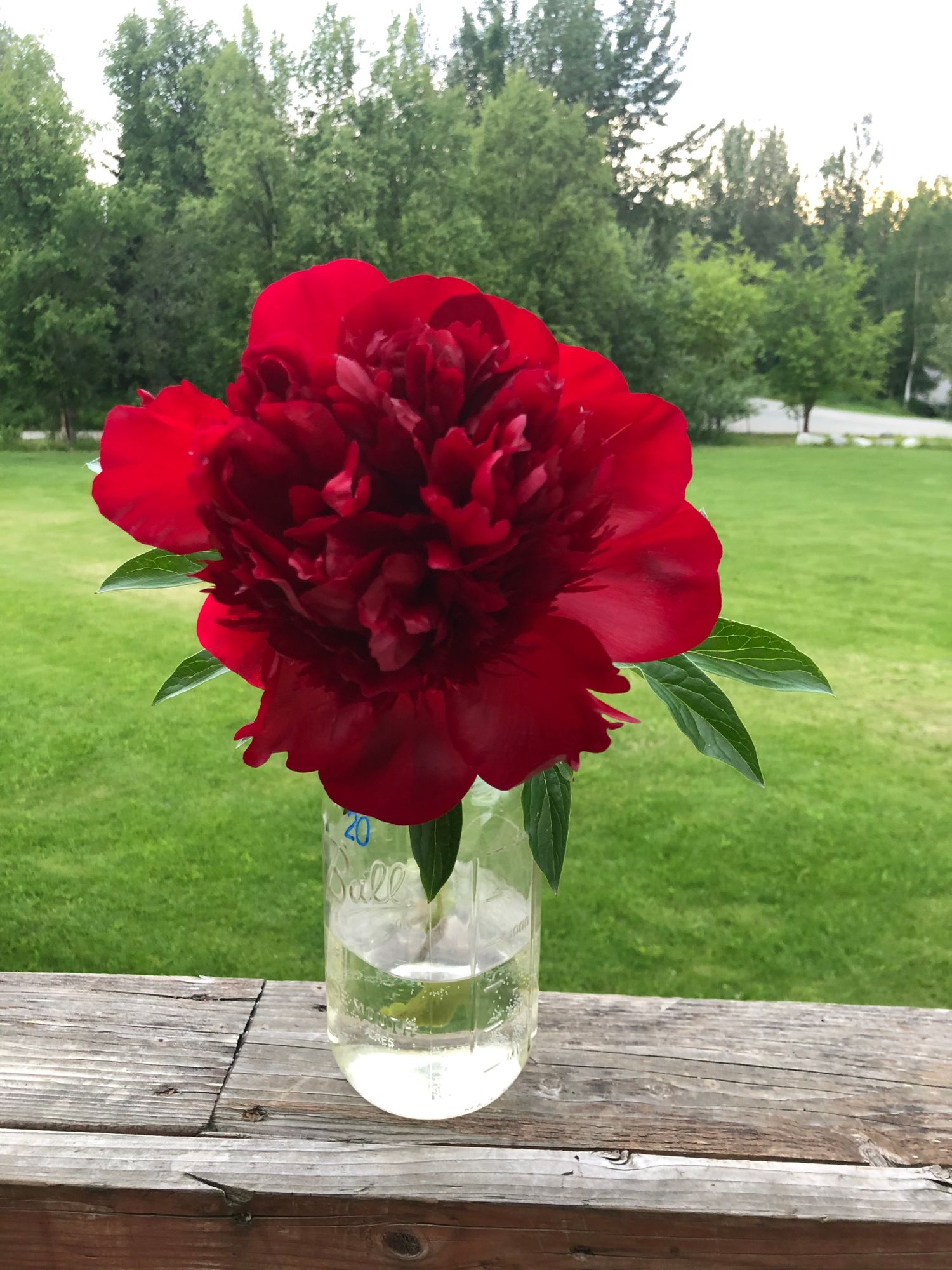 PAEONIA lactiflora x officinalis Red Charm