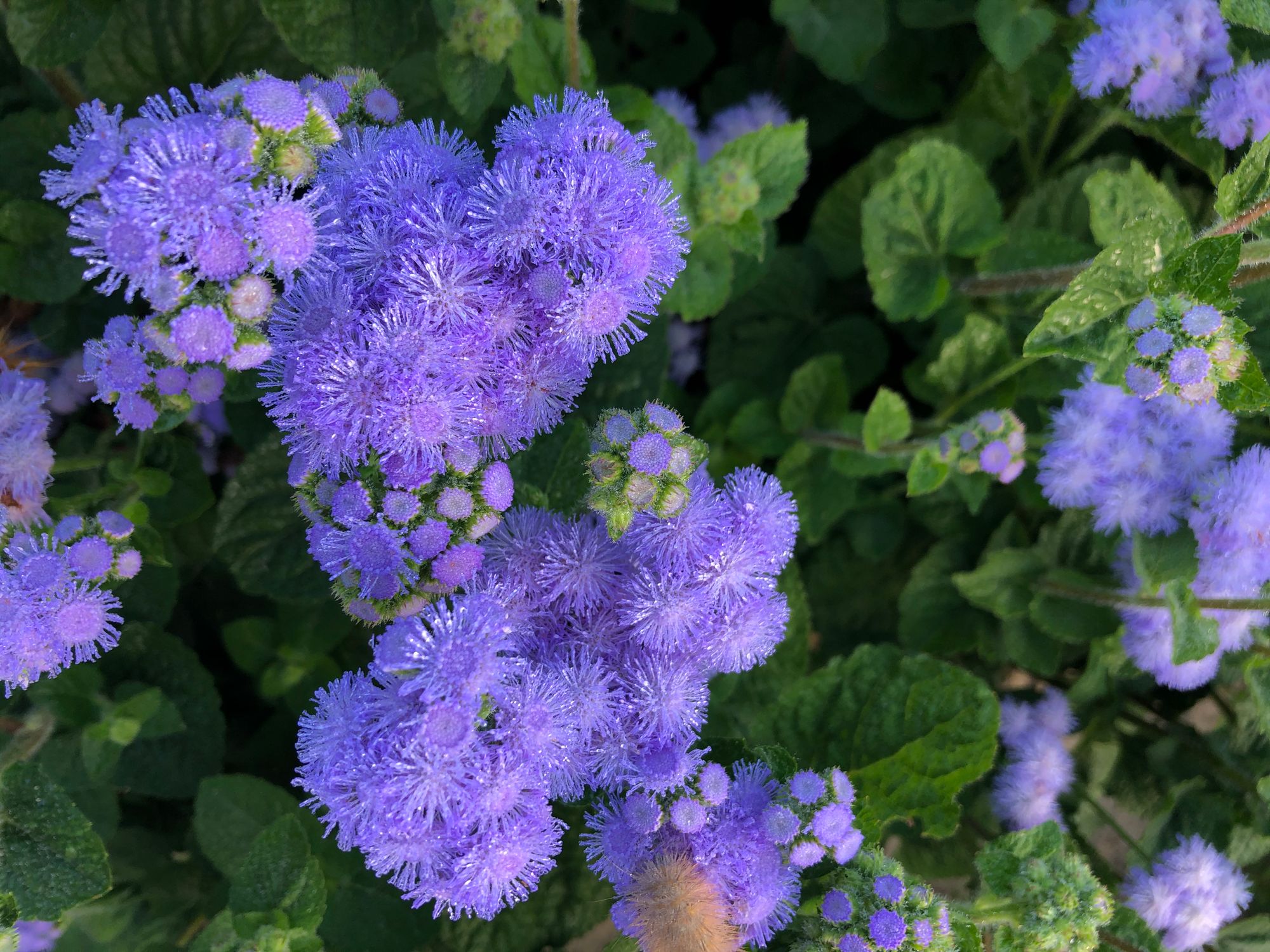 AGERATUM houstonianum Blue Horizon