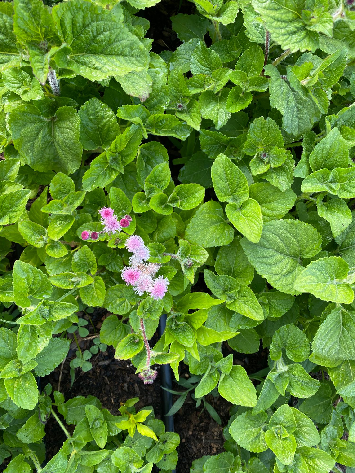 AGERATUM houstonianum Timeless Mix