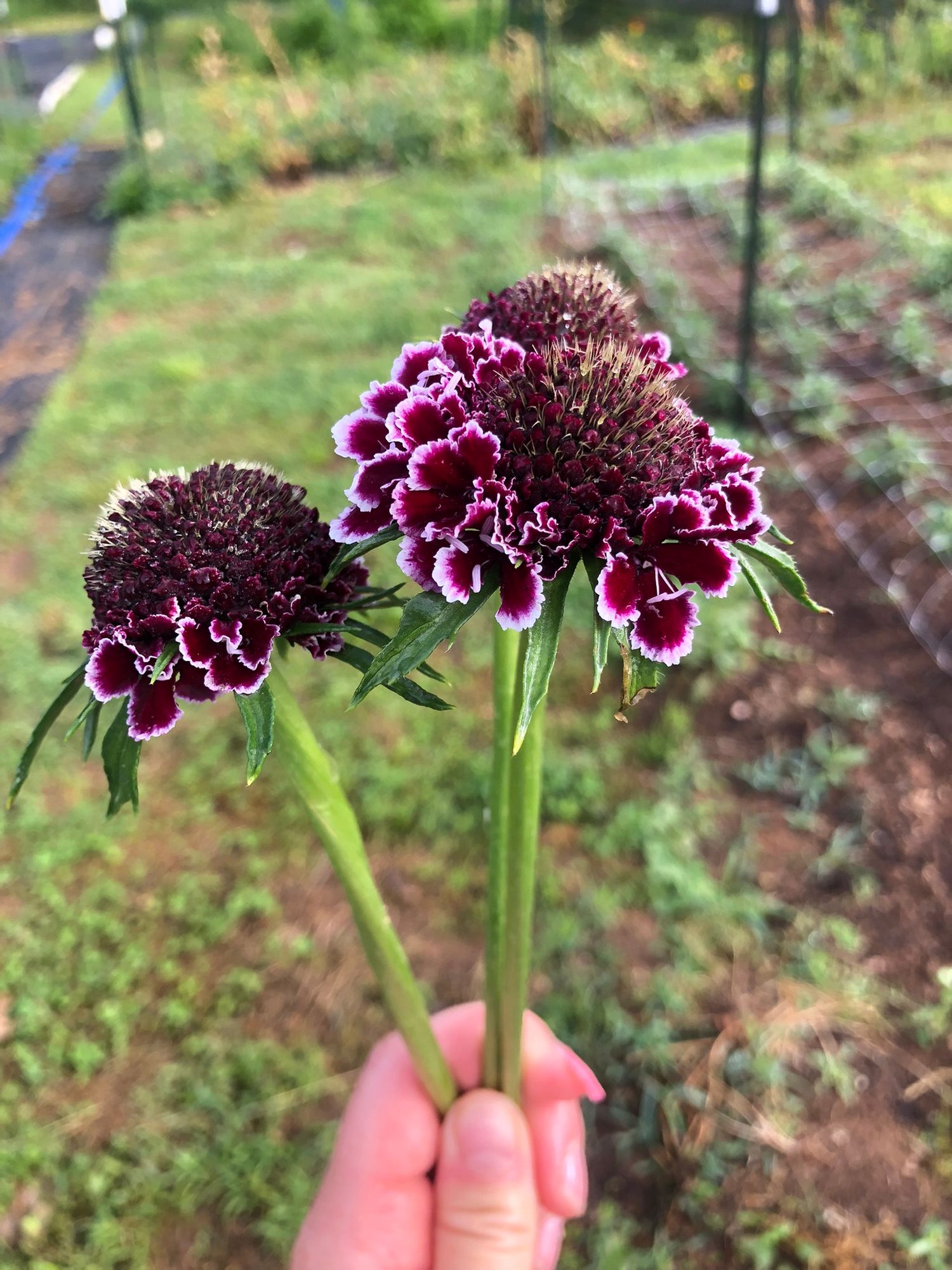 SCABIOSA atropurpurea x caucasica Focal Scoop