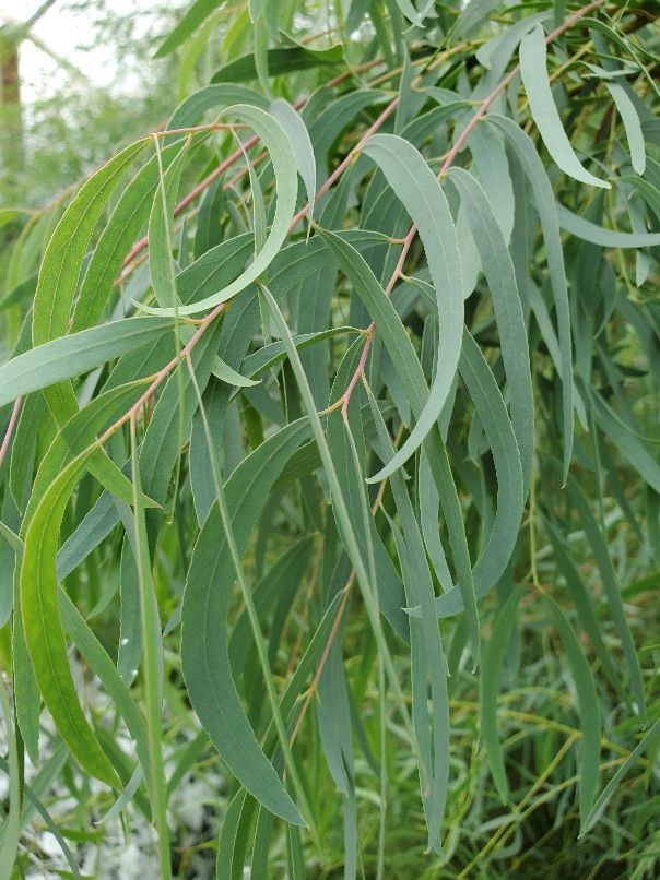 EUCALYPTUS nicholii