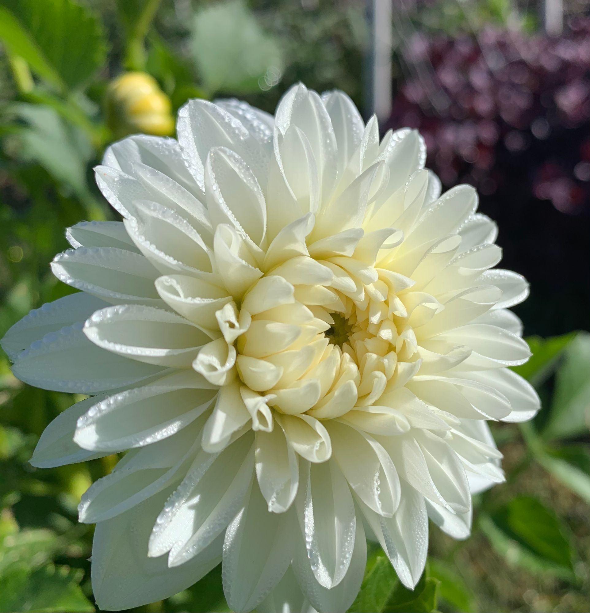DAHLIA Blizzard