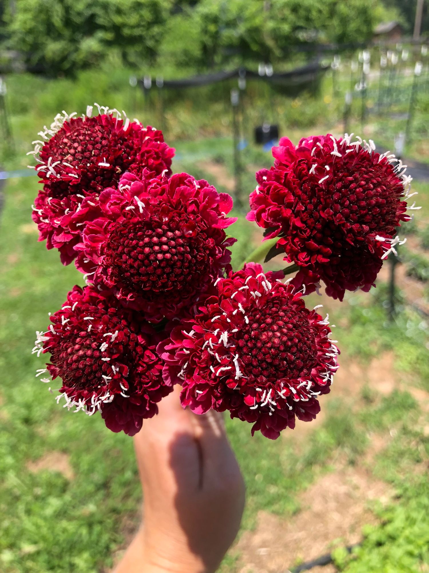 SCABIOSA atropurpurea x caucasica Focal Scoop