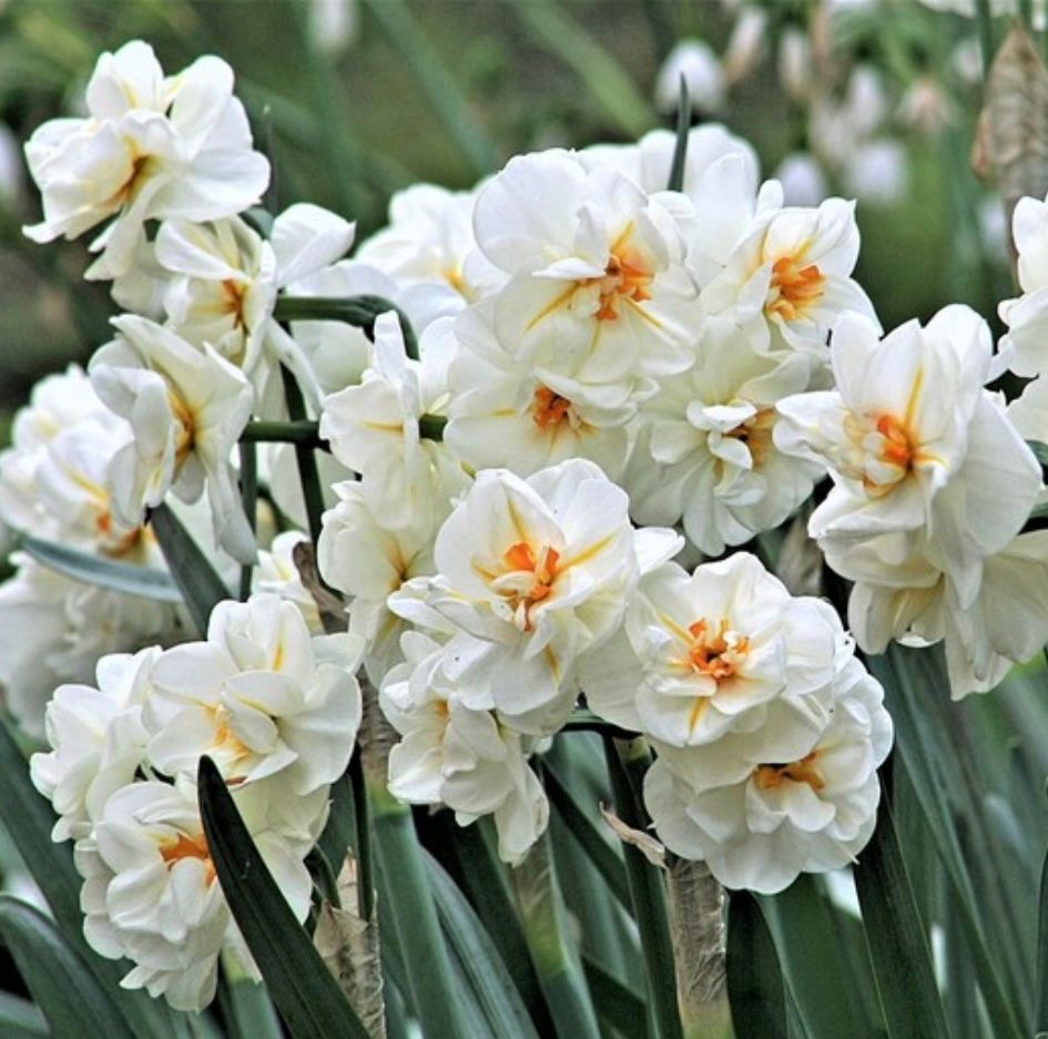 NARCISSUS Sir Winston Churchill