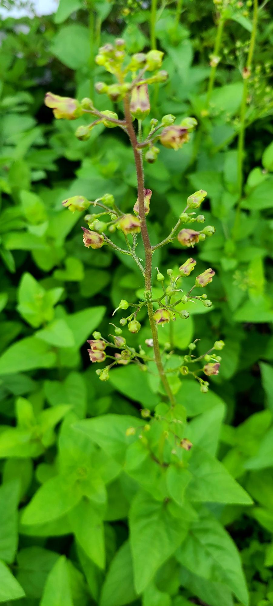 SCROPHULARIA nodosa