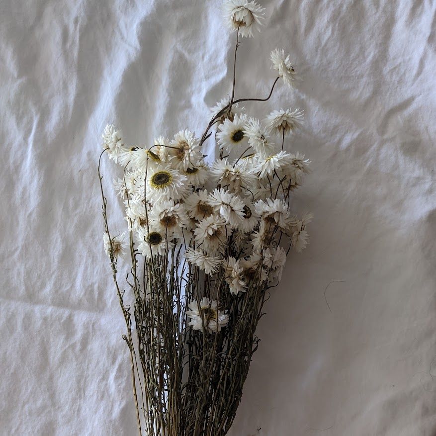 RHODANTHE chlorocephala Pierrot