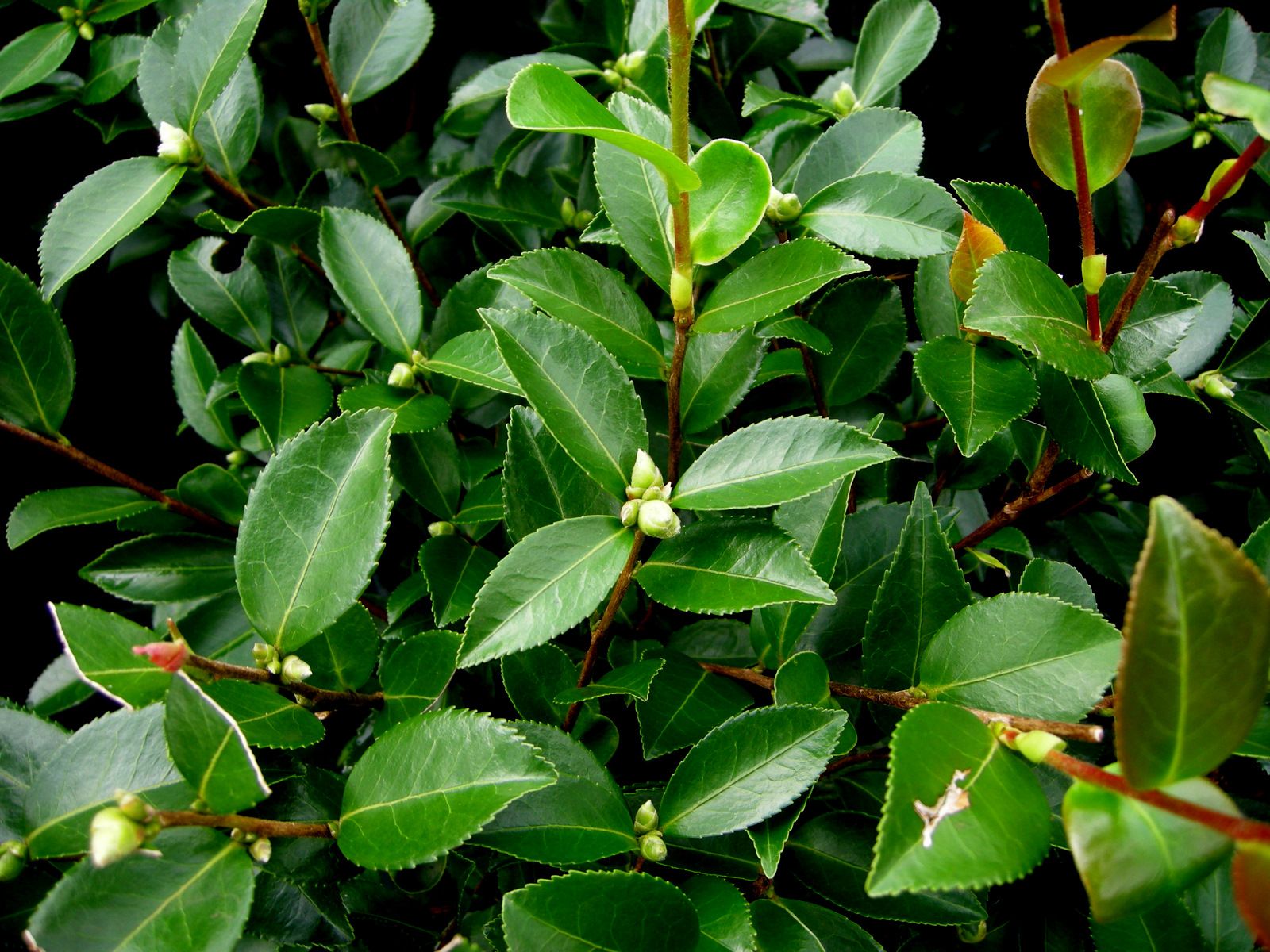 CAMELLIA
