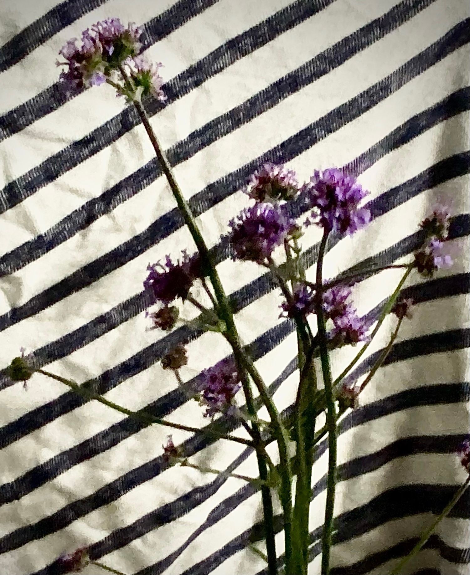 VERBENA bonariensis