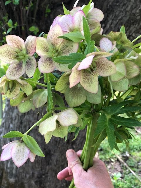 HELLEBORUS argutifolius