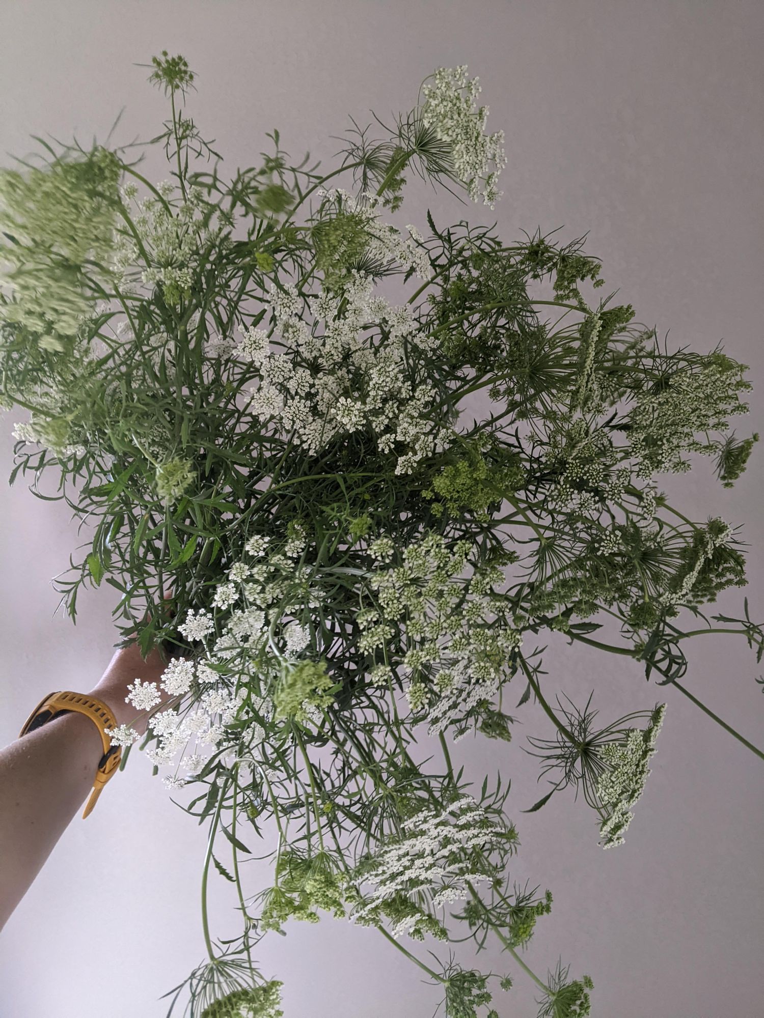 AMMI majus