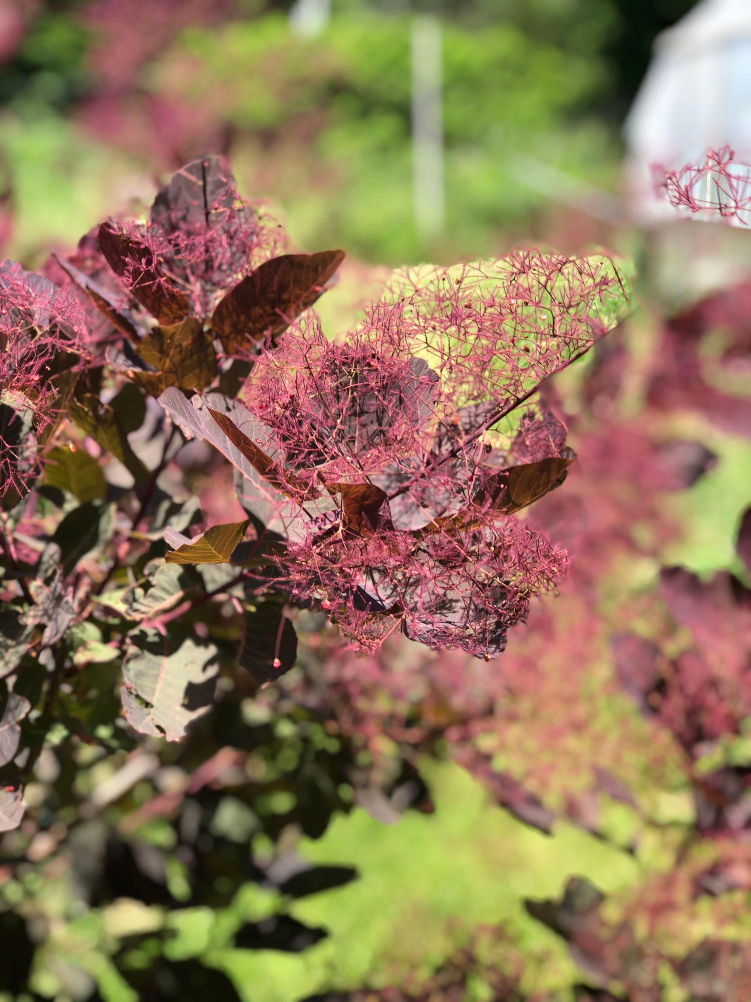 COTINUS coggygria