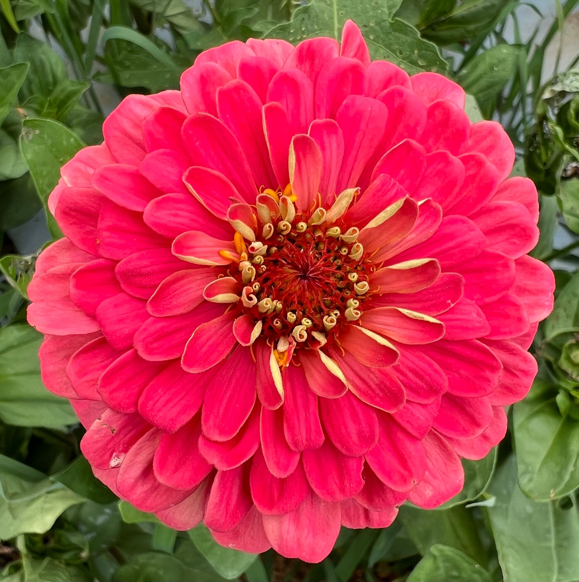 ZINNIA elegans Benarys Giant