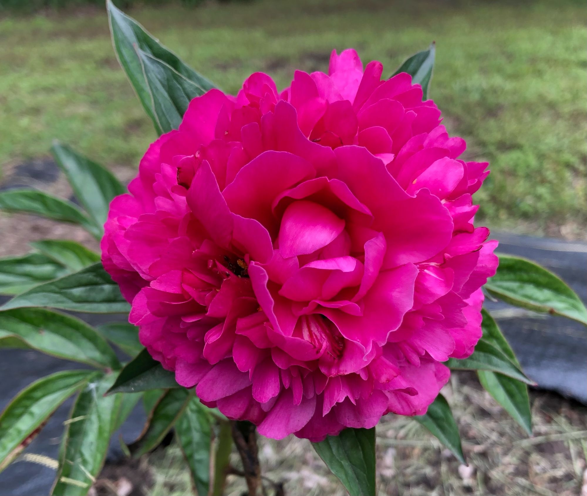 PAEONIA lactiflora Kansas