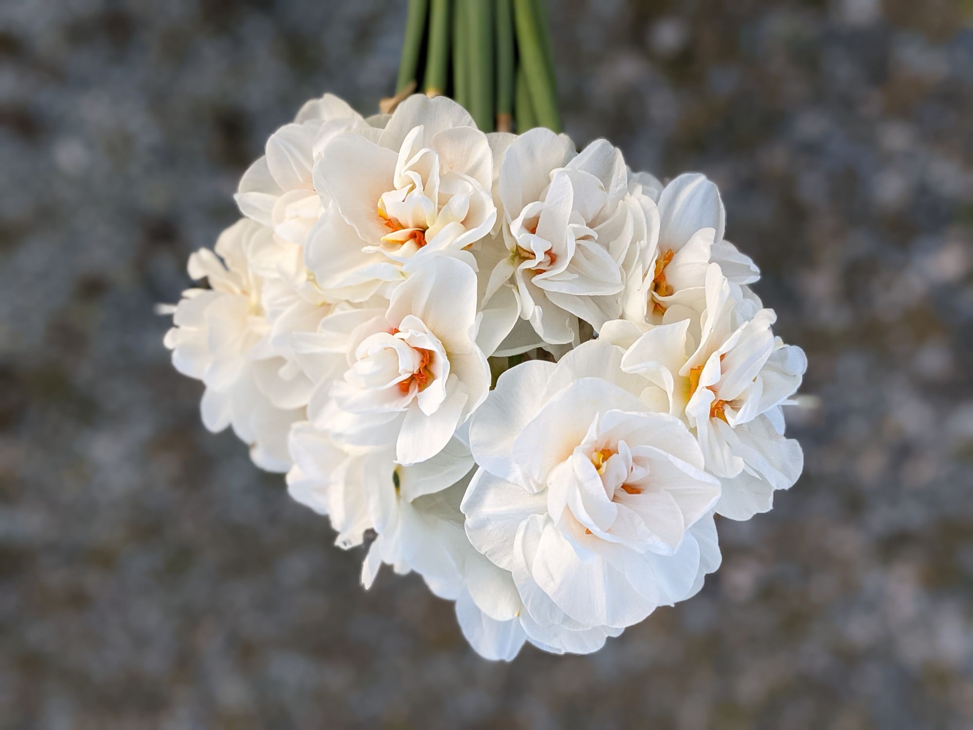 NARCISSUS Acropolis