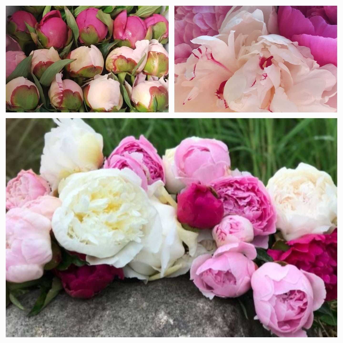 Everyday Bouquet Pops of Color (15 stems)