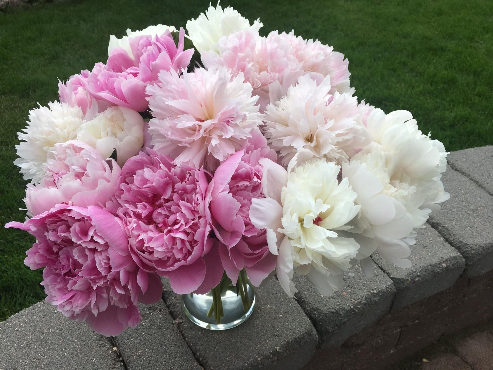 Pastel Assortment of Peonies (100 stems)