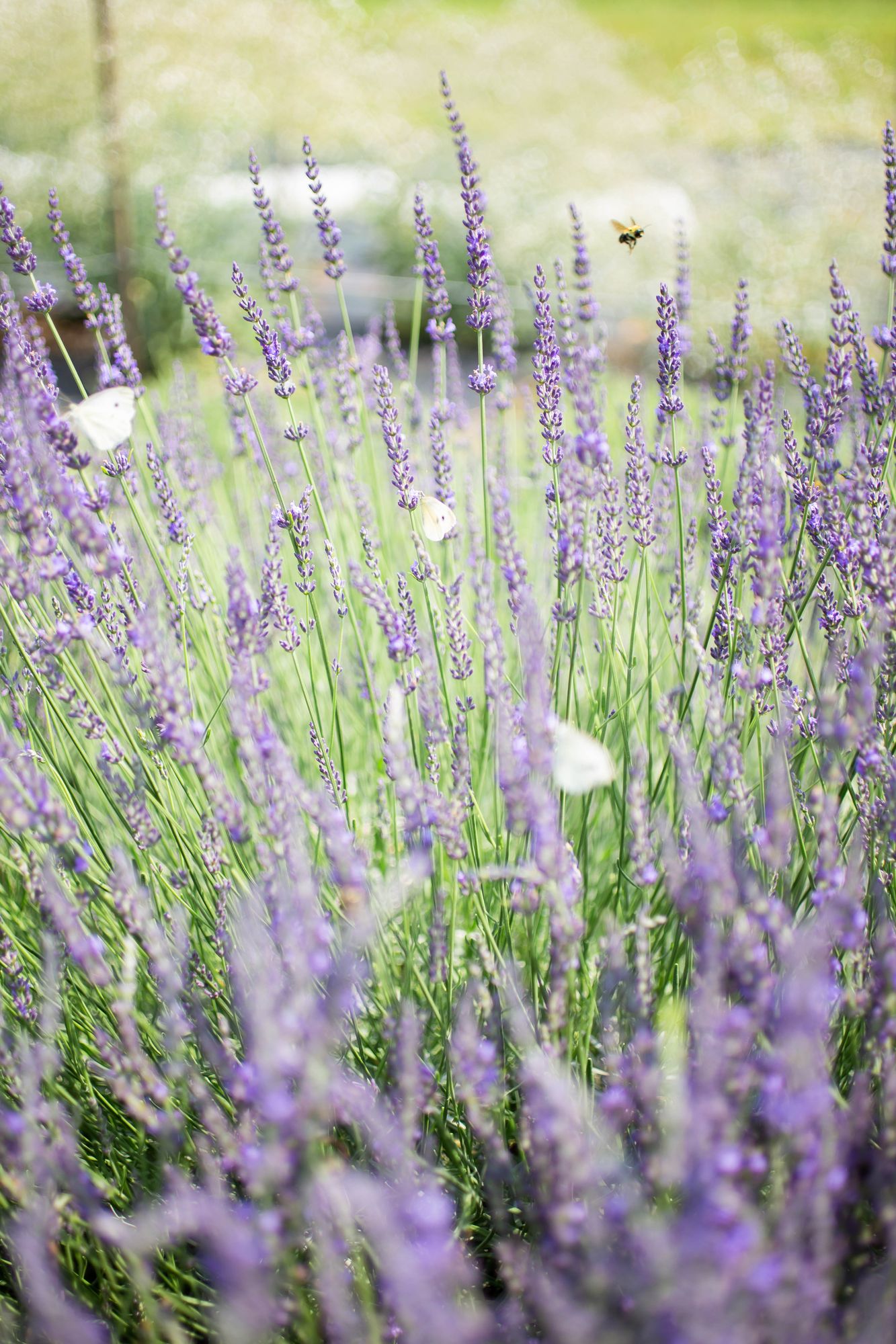 LAVANDULA x intermedia