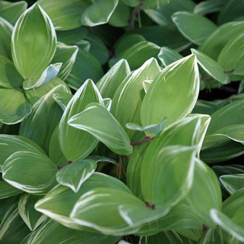 POLYGONATUM latifolium