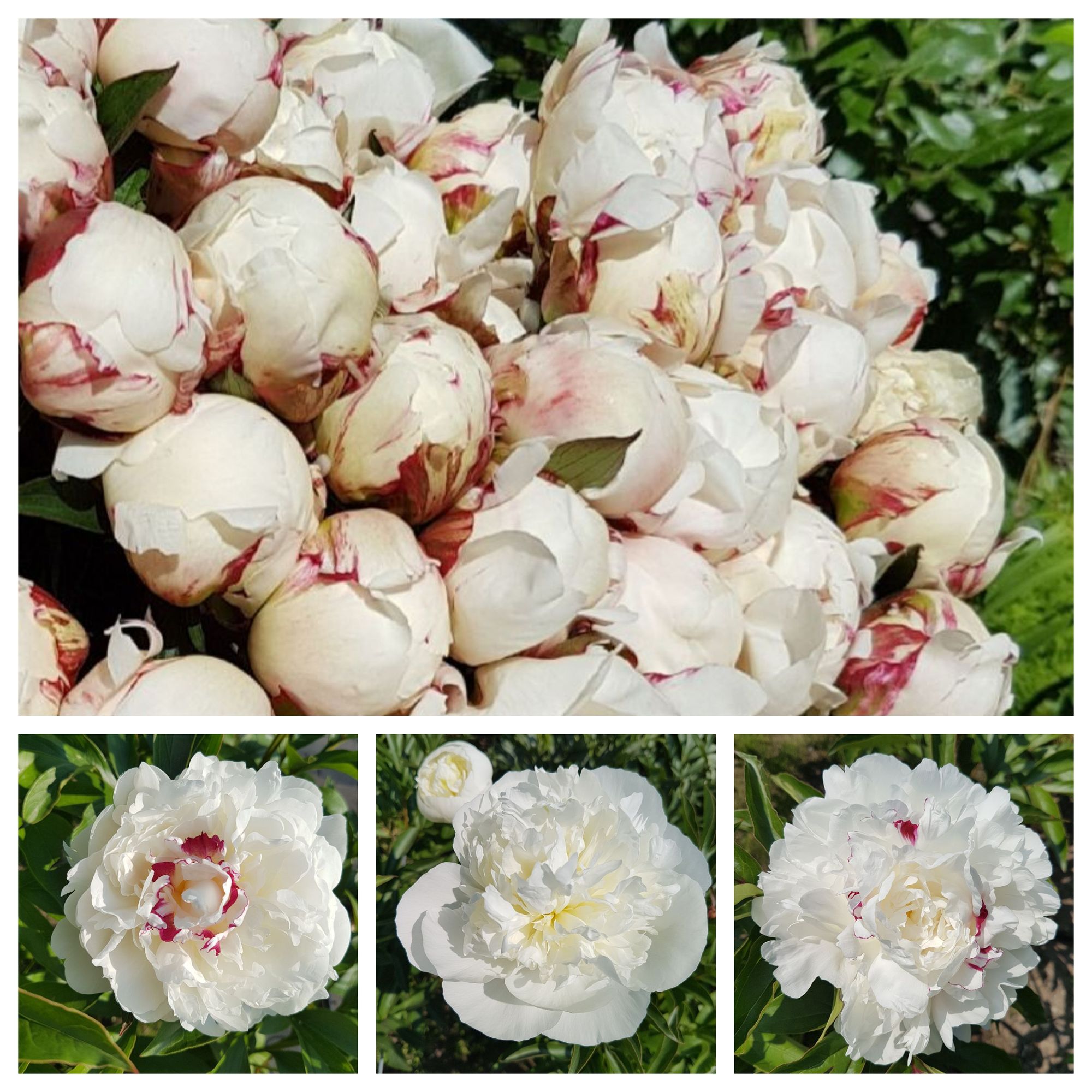 White Peonies (100 stem)