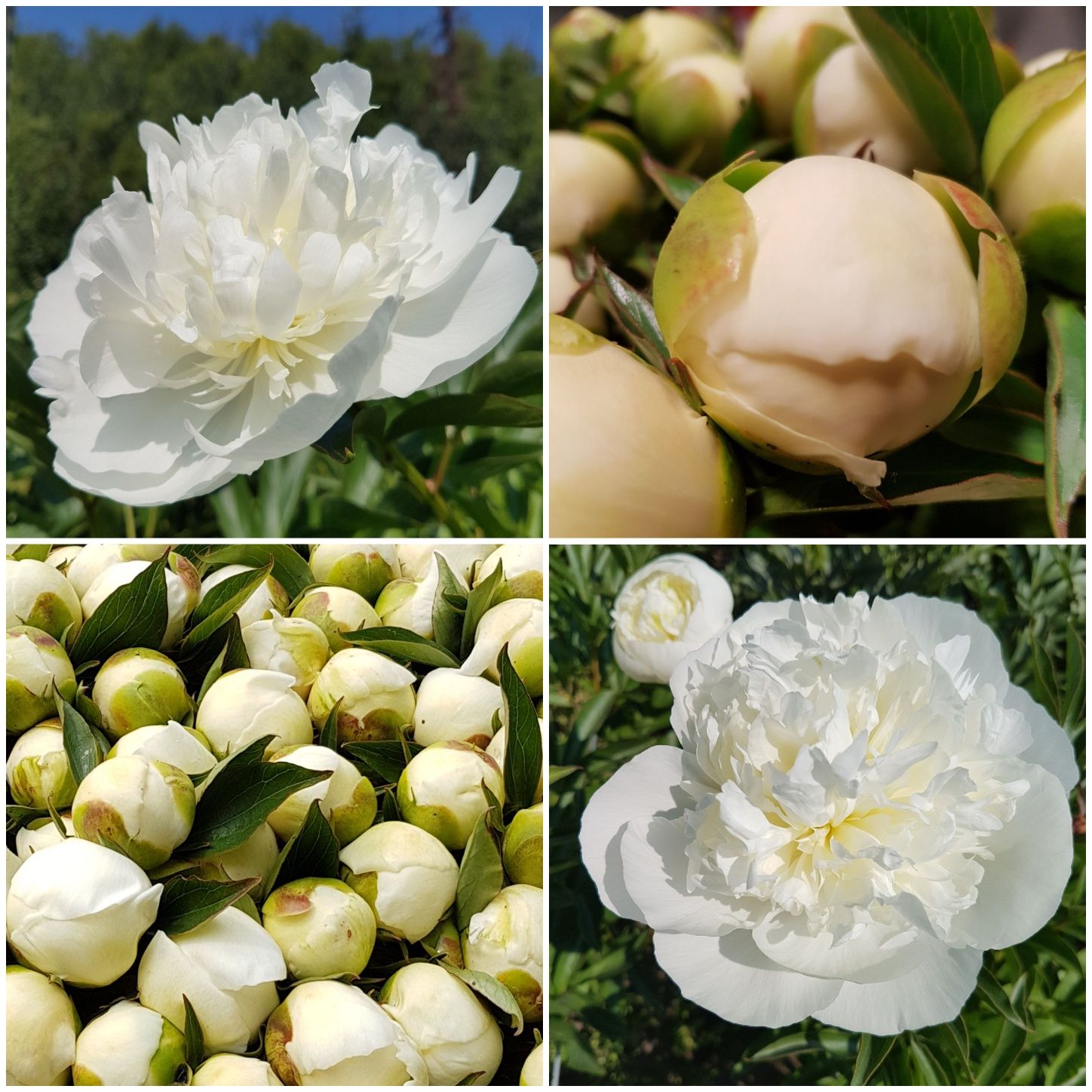 White Peonies (100 stems)