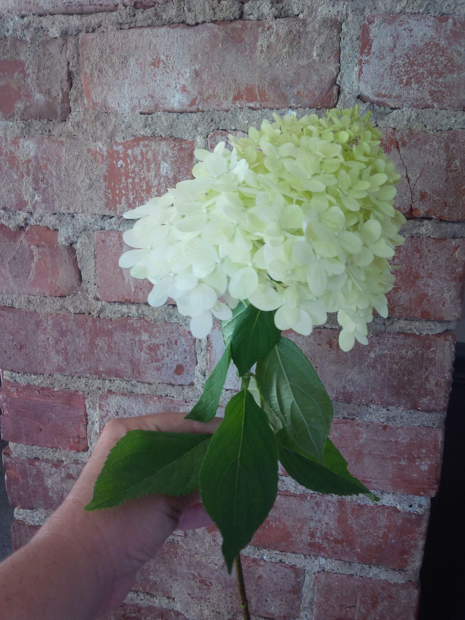 HYDRANGEA paniculata Limelight