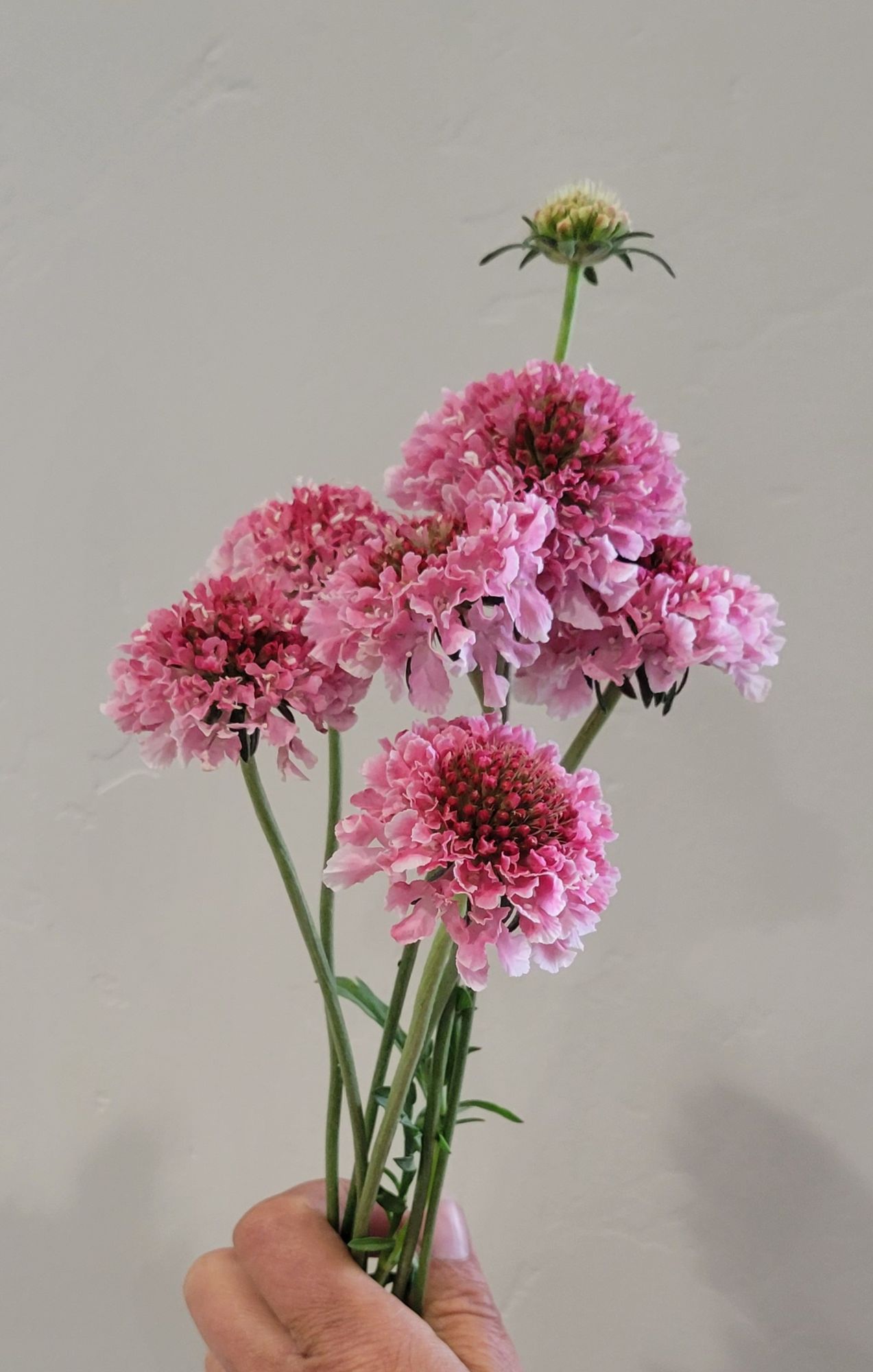 SCABIOSA atropurpurea x caucasica Focal Scoop Strawberry Hoop