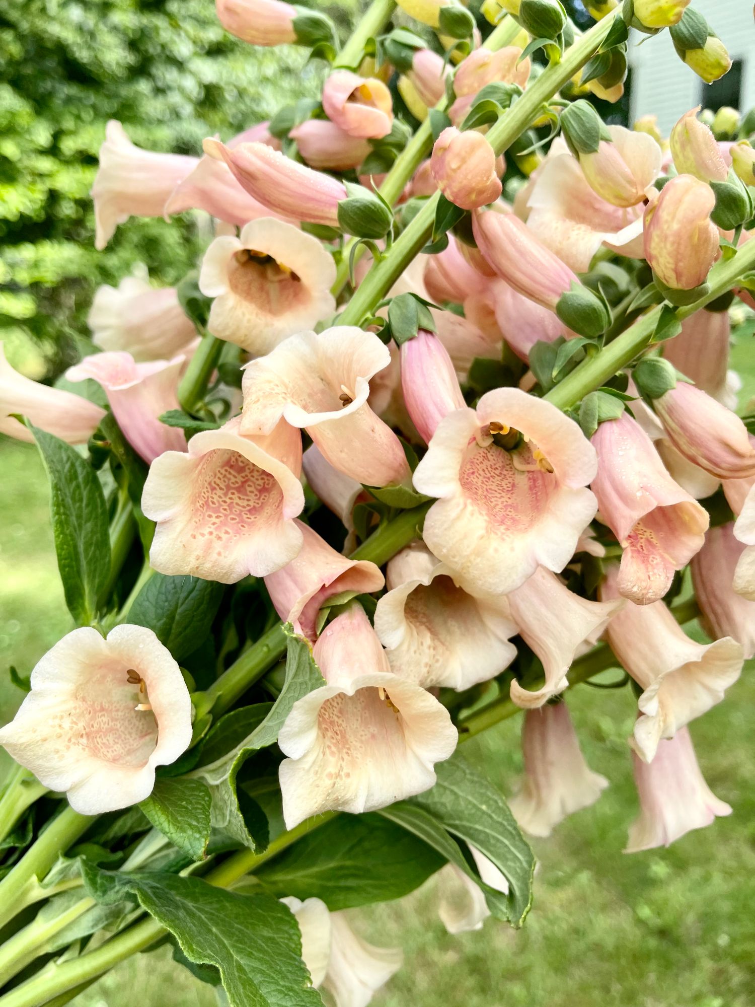 DIGITALIS purpurea Apricot Beauty