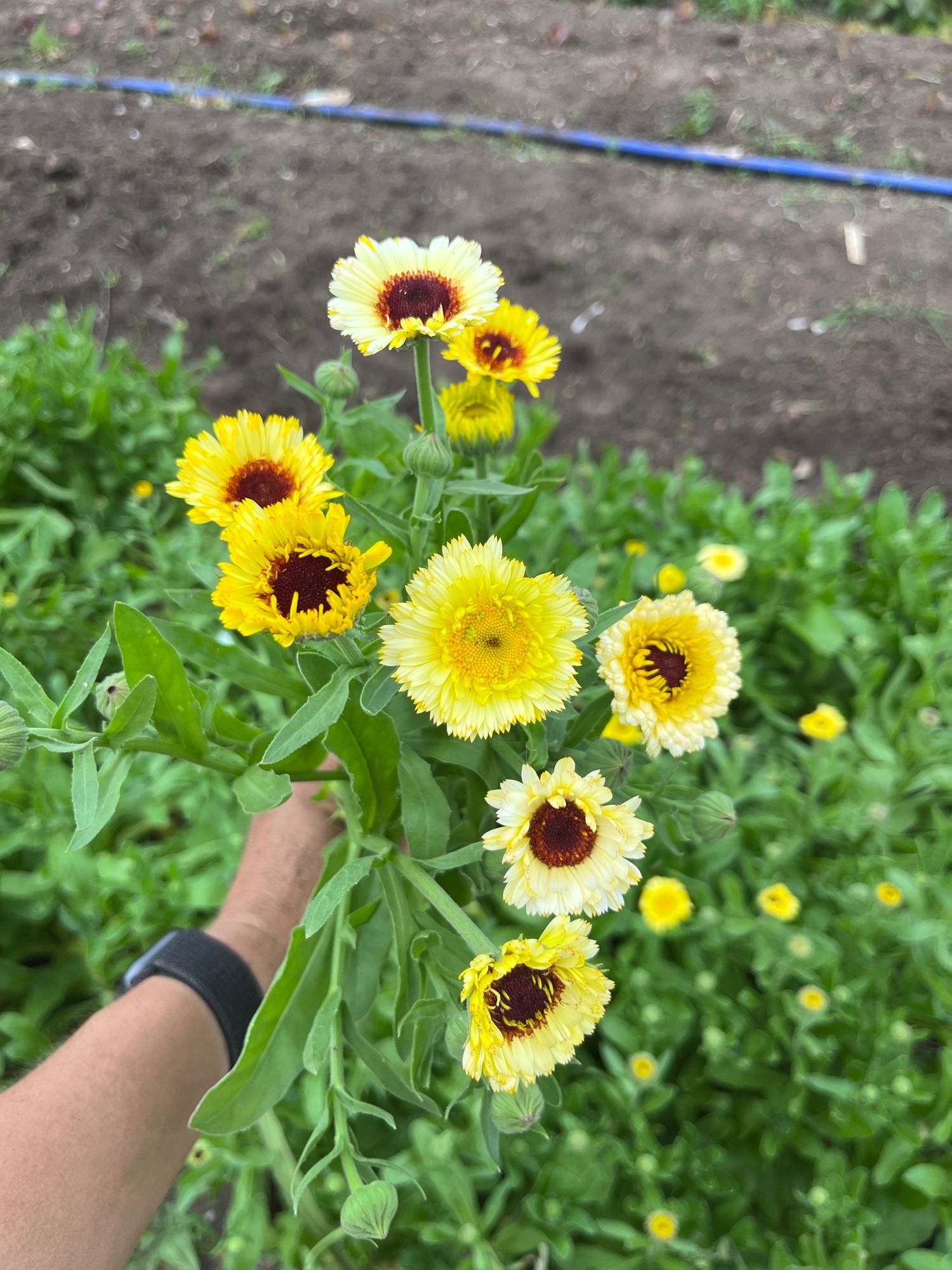 CALENDULA officinalis Ivory Princess