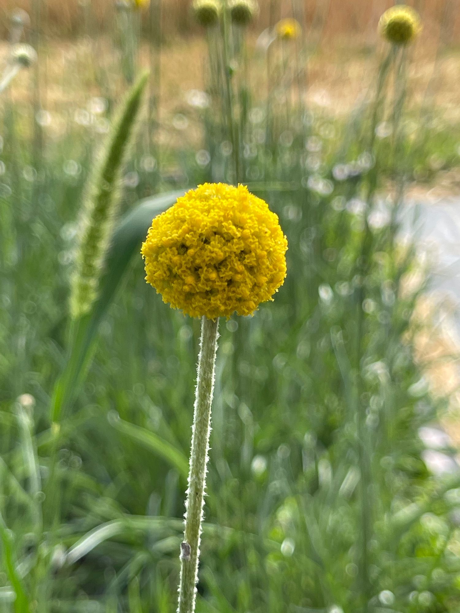 CRASPEDIA globosa Sun Ball