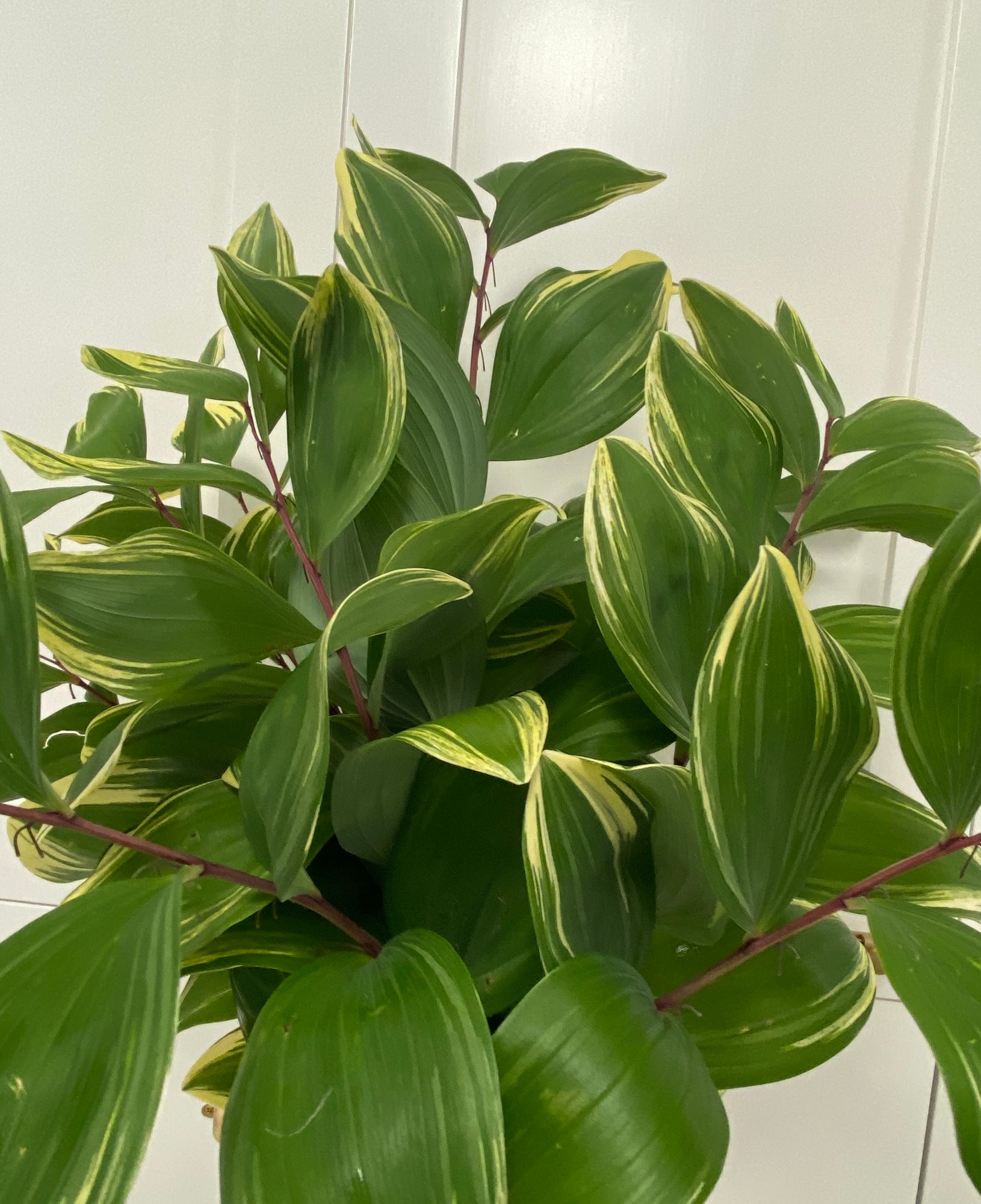 POLYGONATUM odoratum Variegatum