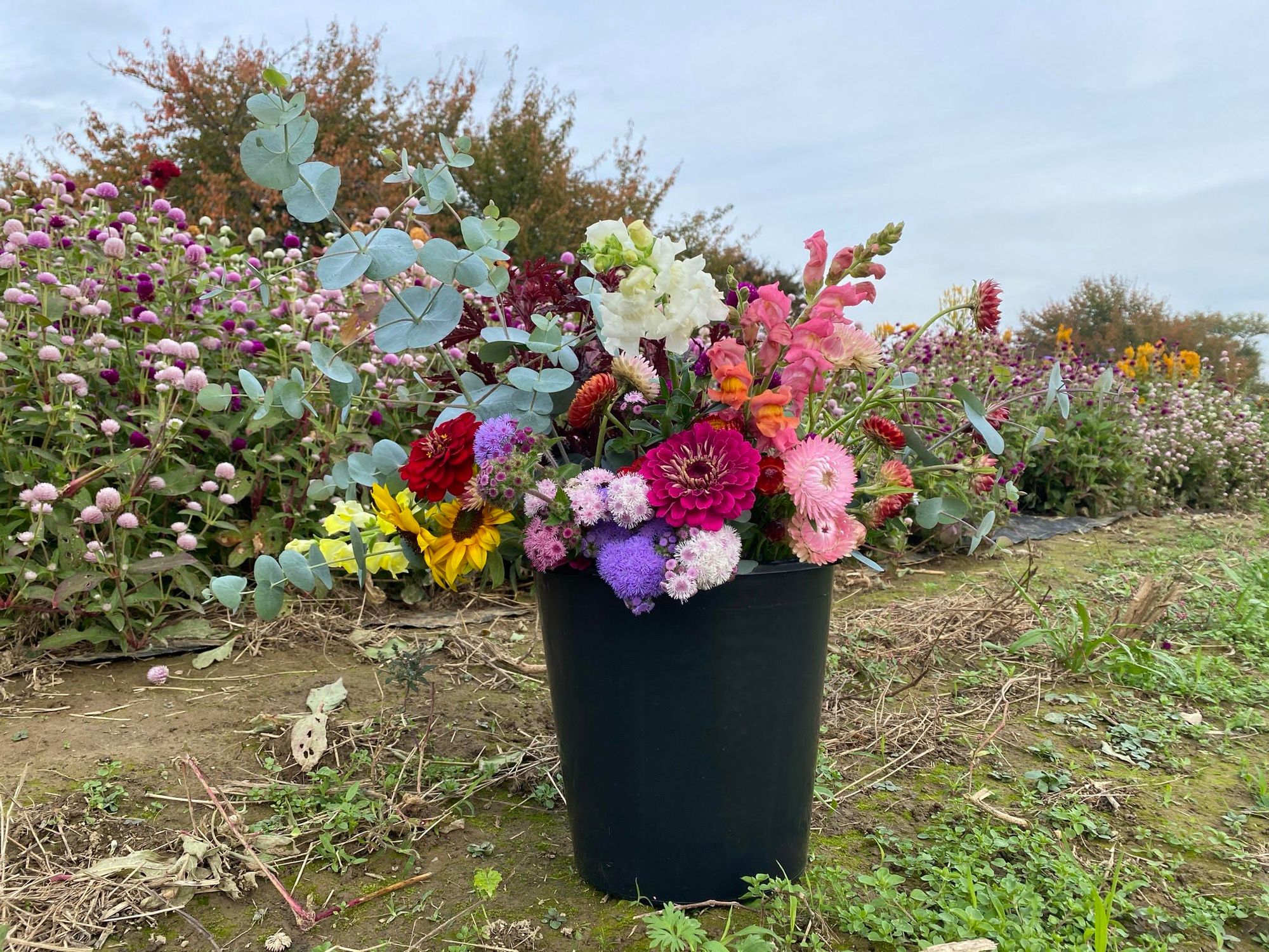 Mixed Bucket - Farmer's Choice   