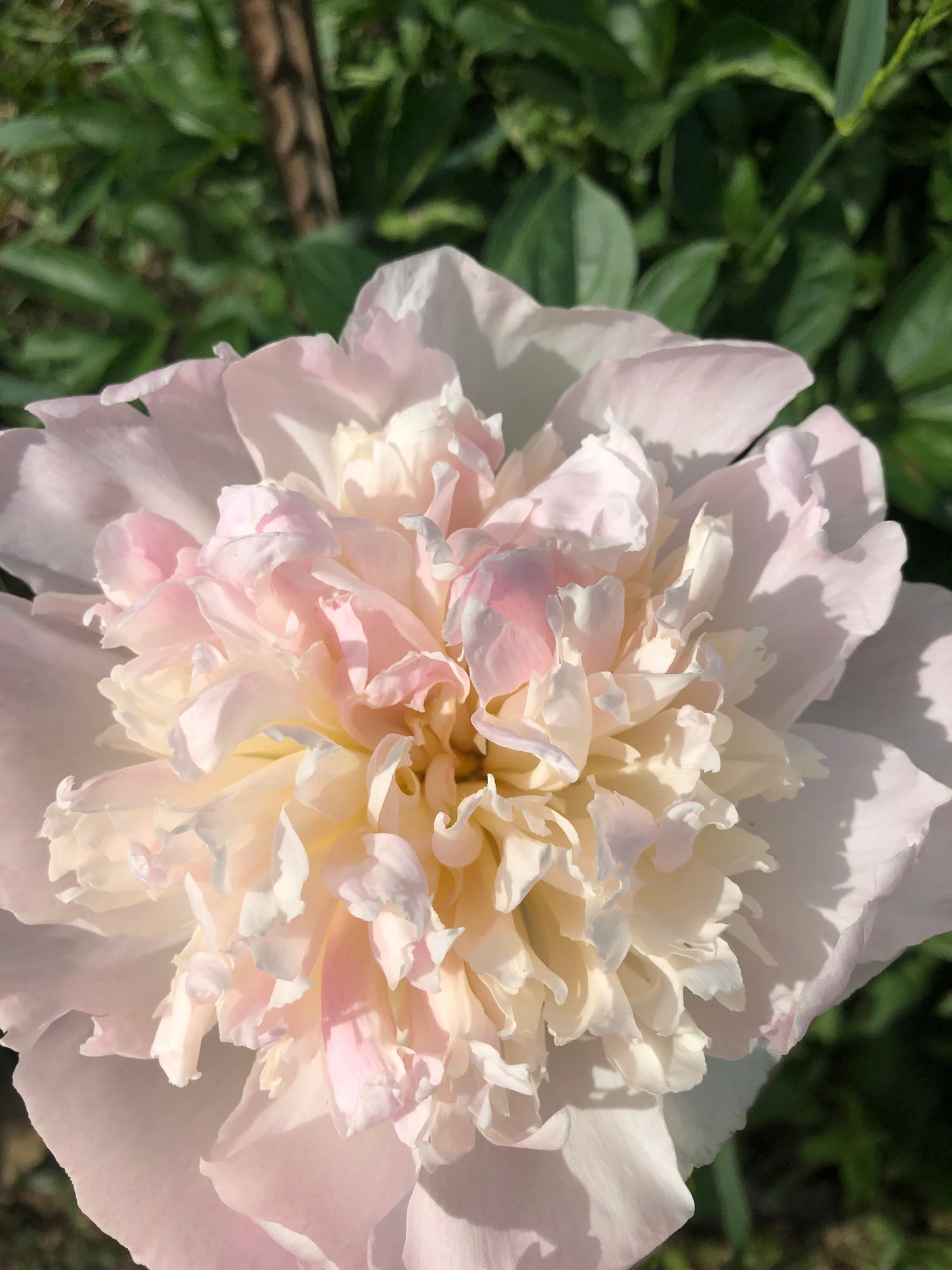 PAEONIA