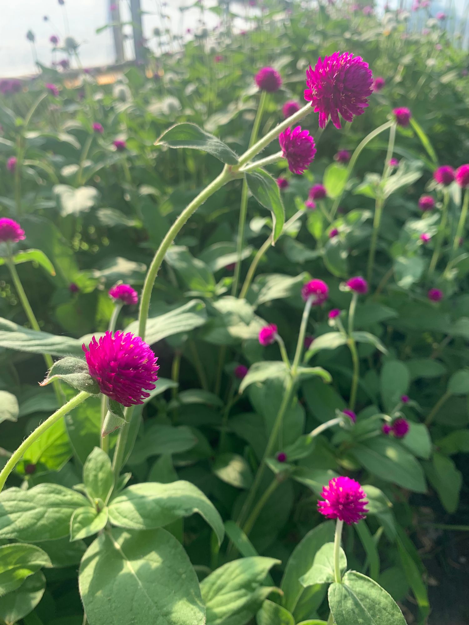 GOMPHRENA globosa Audray