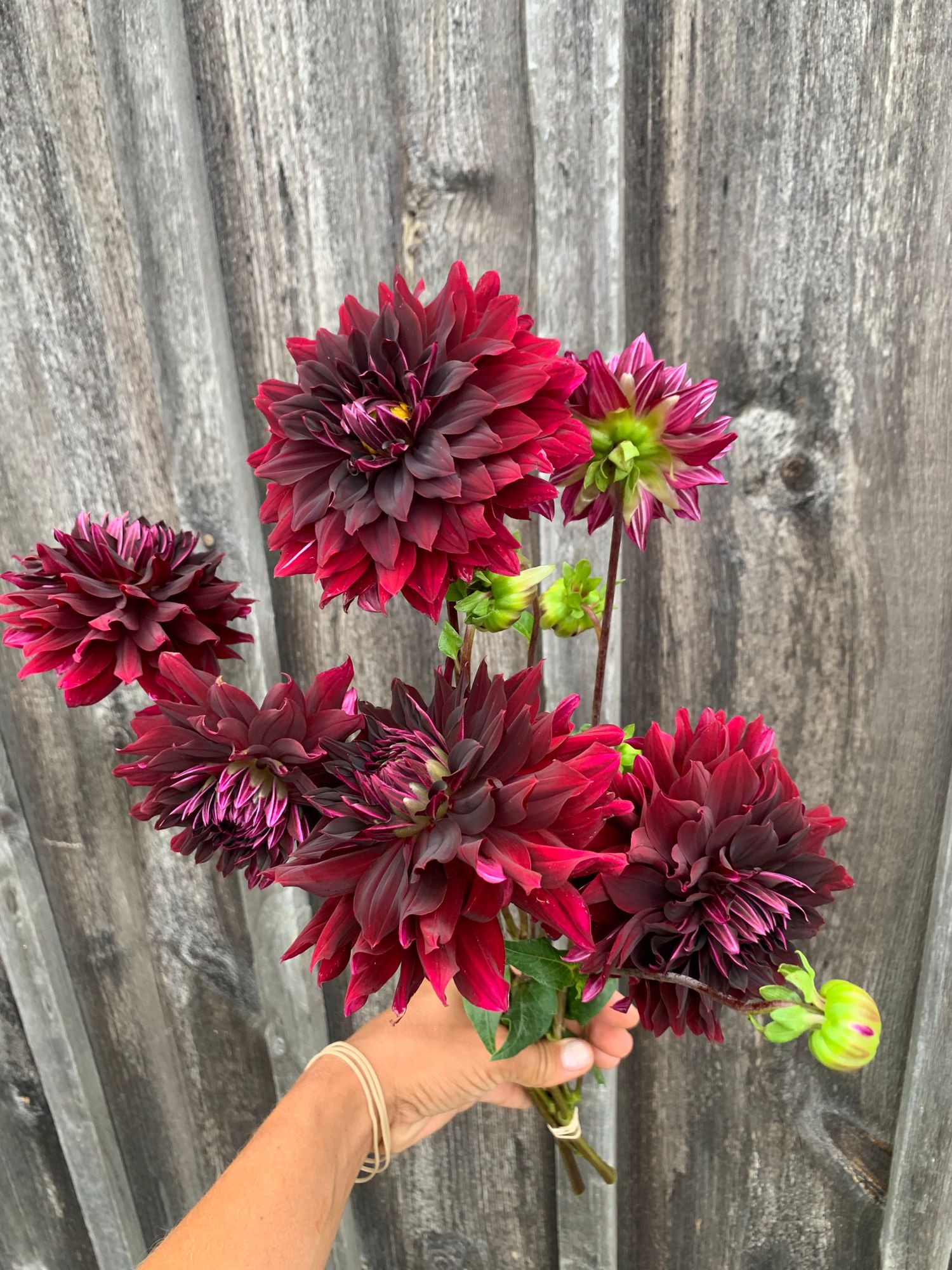 DAHLIA