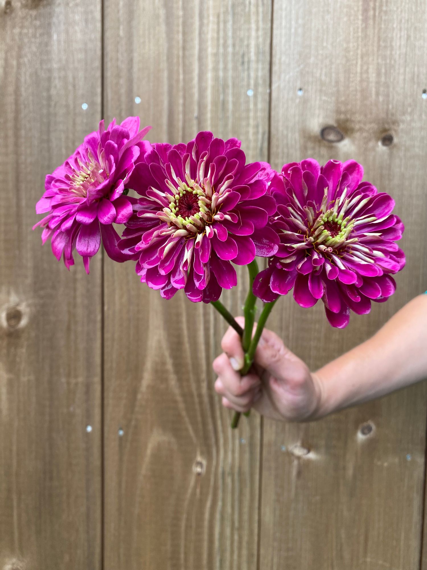 ZINNIA elegans Benarys Giant