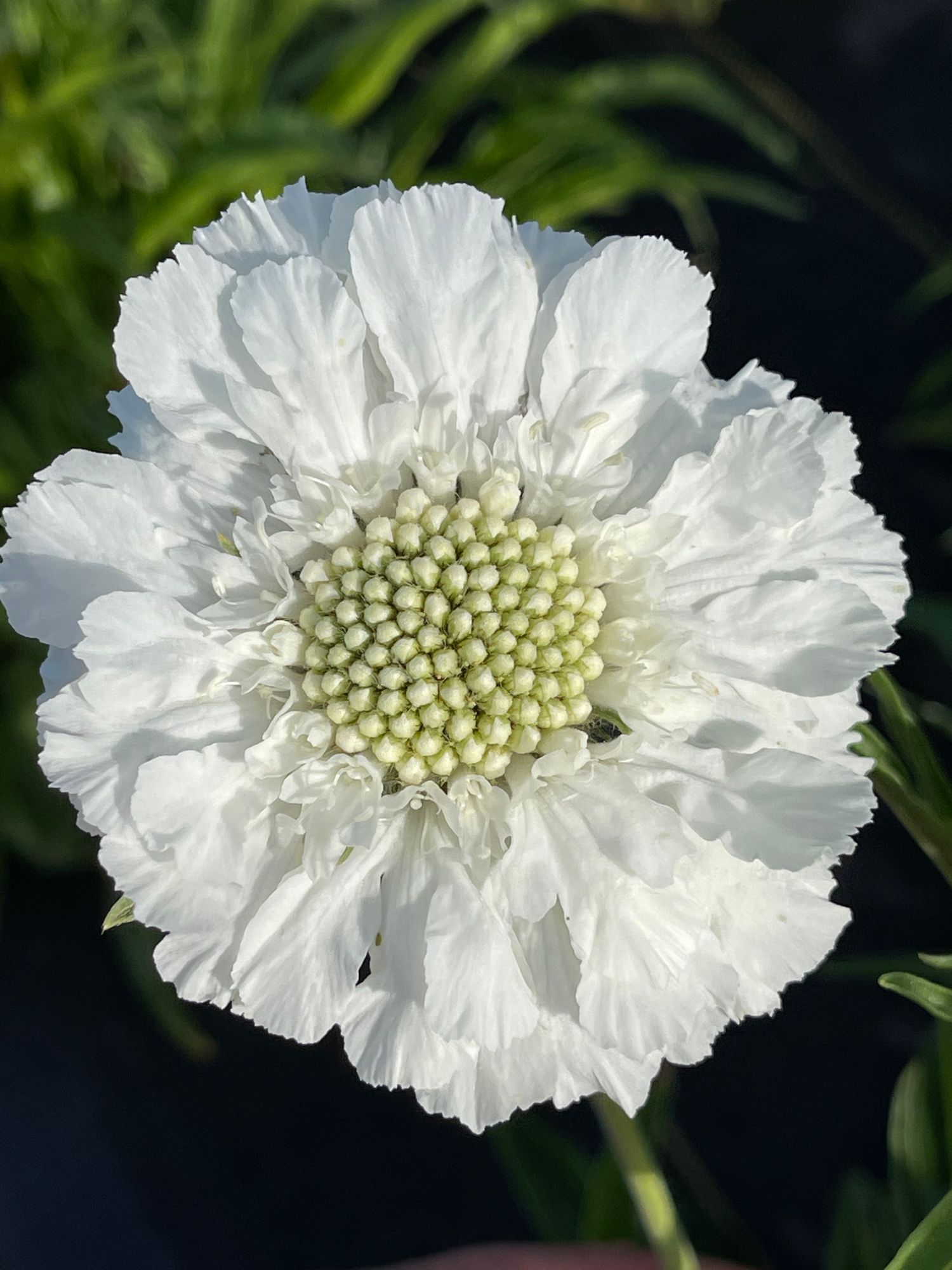 SCABIOSA caucasica Fama