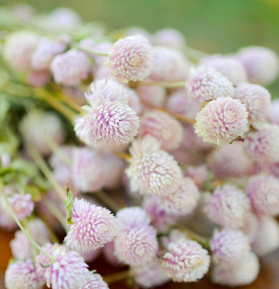 GOMPHRENA globosa QIS