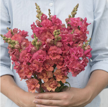 ANTIRRHINUM majus Madame Butterfly